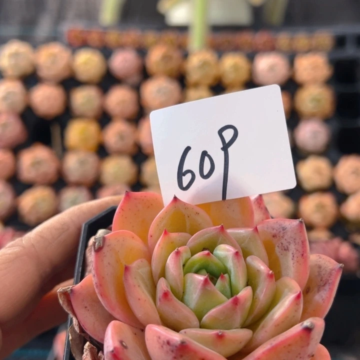 609，香蜜，带盆带土发货