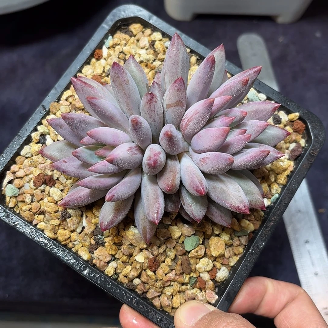 虞美人多肉脱土包邮