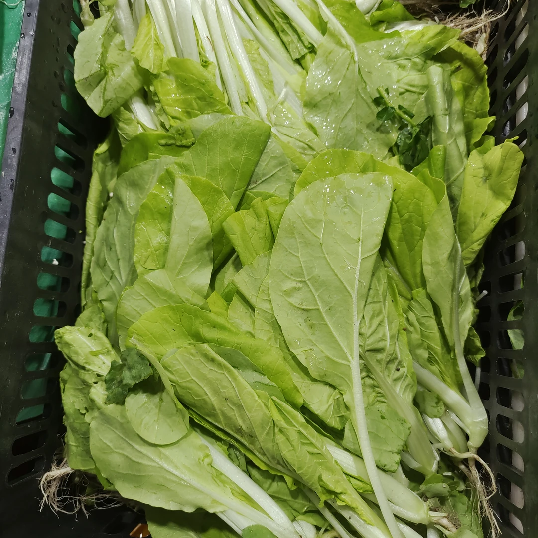 【潮汕本地黄酸白-顺丰包邮】潮汕新鲜蔬菜品质高口感好干水发货