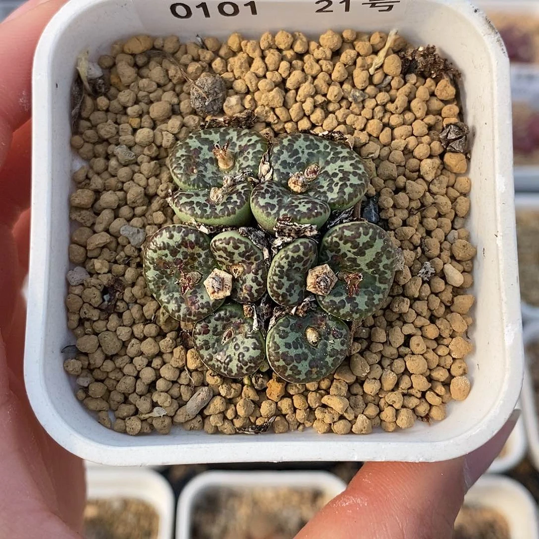 0101-21-大母本安贞88折。