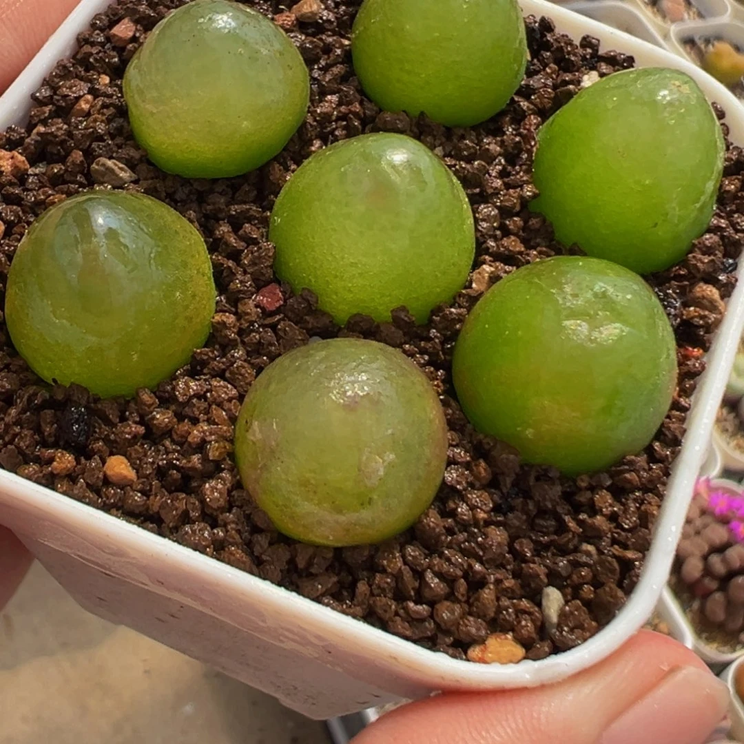 251多肉植物种类多样