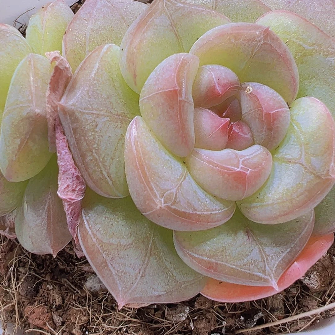 双头纹星珍妮19包邮多肉植物