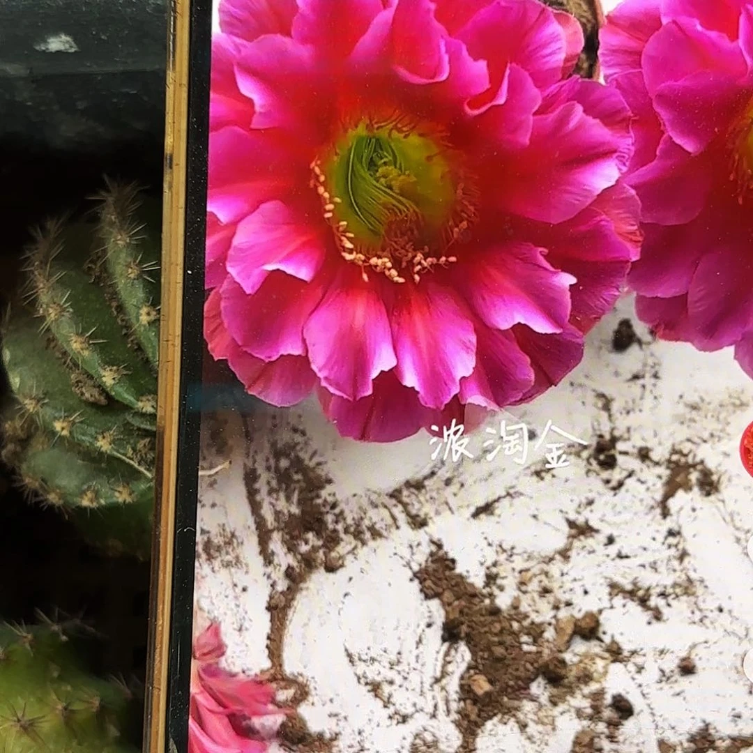 浓桃筋侧牙20包邮7