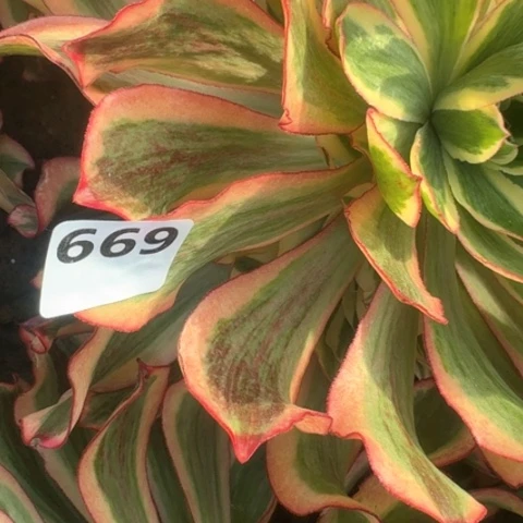 旅**1法师魅影16-15多肉