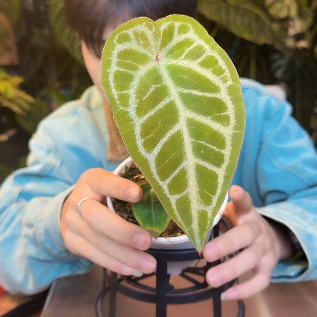 完全开放Y40粉柠檬咋狂想曲