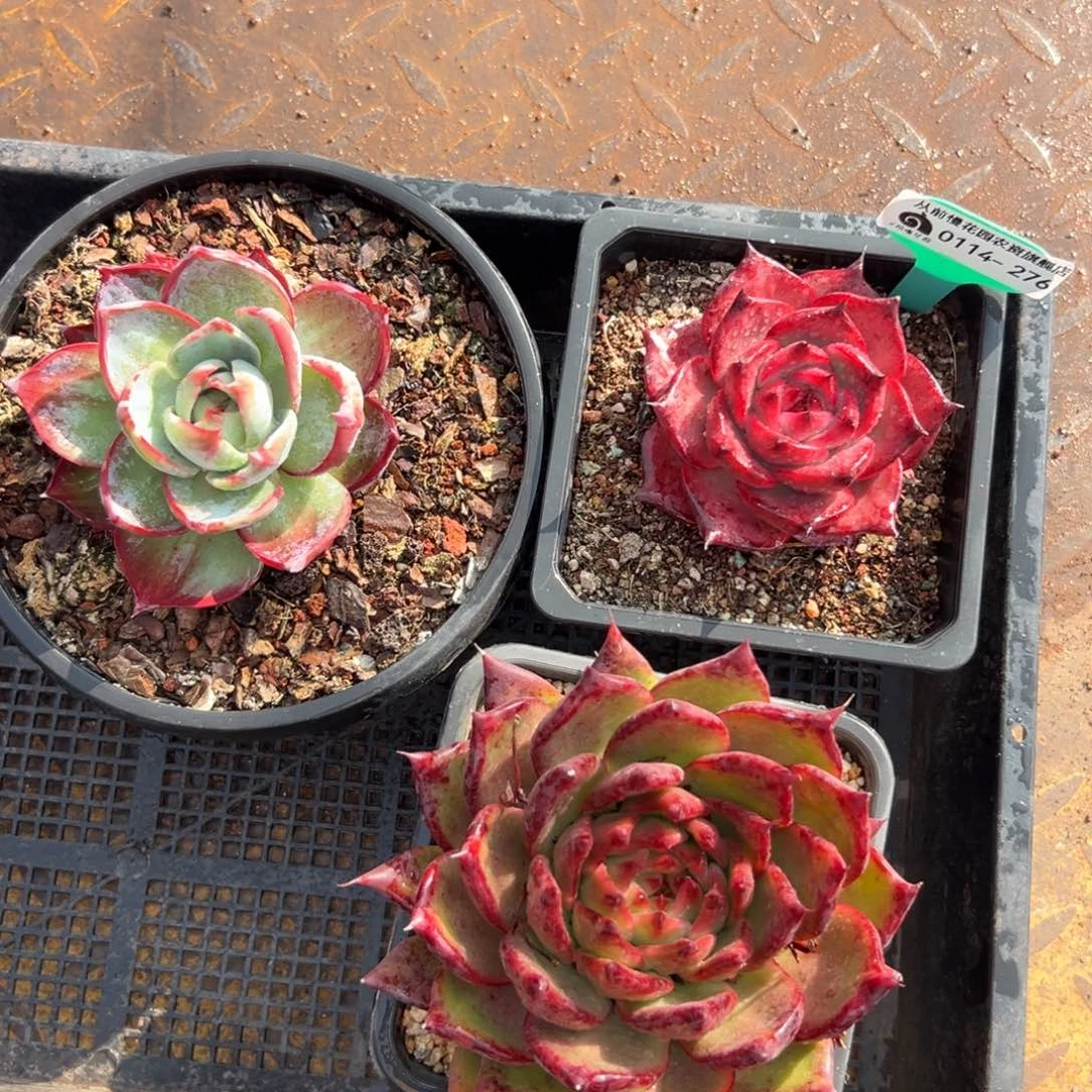 多肉编号0114-276