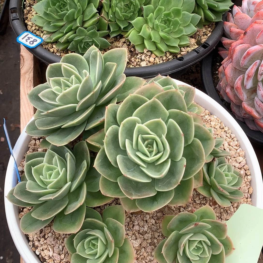 832星娜塔 一物一拍多肉