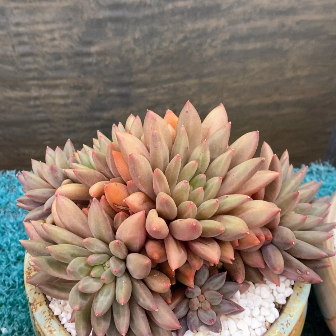 水晶球多肉植物盆栽