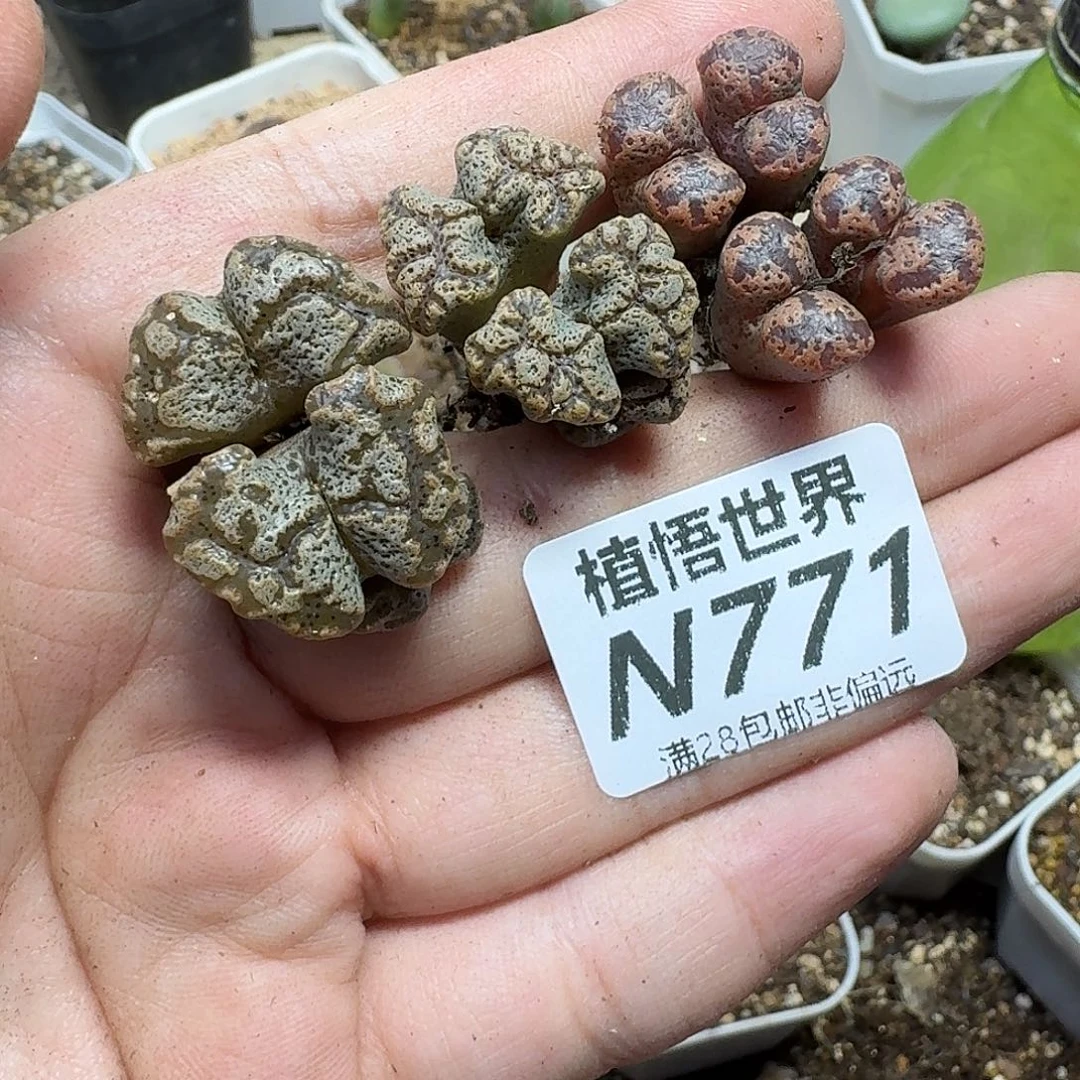 多肉植物的他是ghj