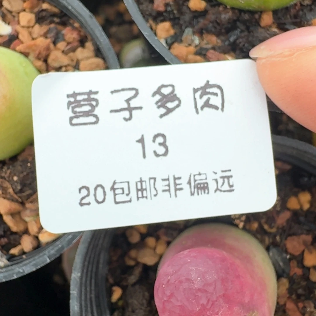 13开播福利了六颗00000000