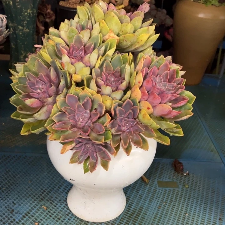 紫气东来无砍福利价