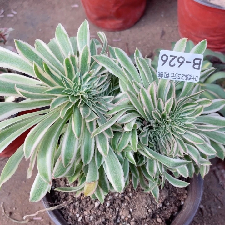 626夕颜多肉12345678