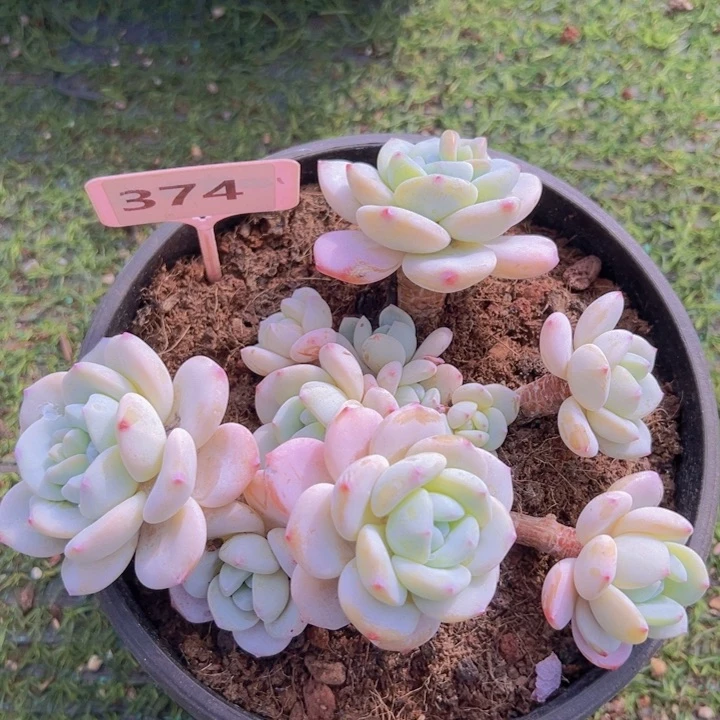 健健康康平平安安