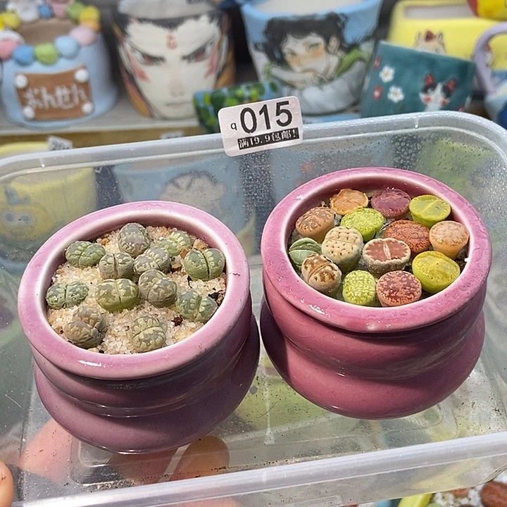 大舅生石花肉锥多肉015