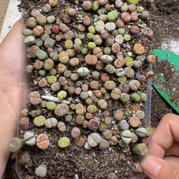 多肉植物的生长发育114