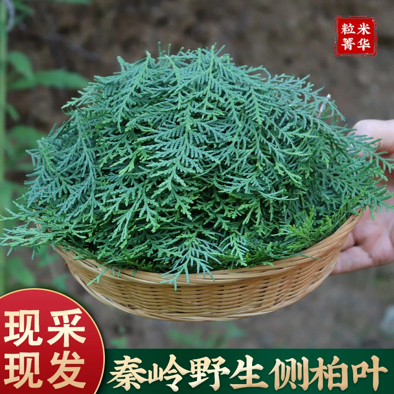 秦岭野生侧柏叶新鲜现植物洗头原料纯叶另有豆蔻自采可打粉侧柏