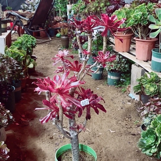 407美杜莎嫁接老桩法师