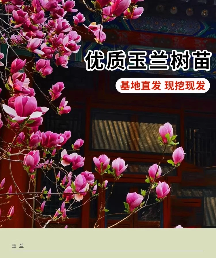 【直播专属，一物一拍】如意玉兰花树苗白玉兰紫玉兰基地直发