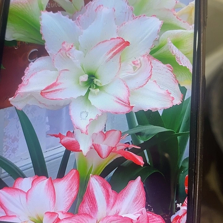 镶边石竹朱顶红2公分干把球