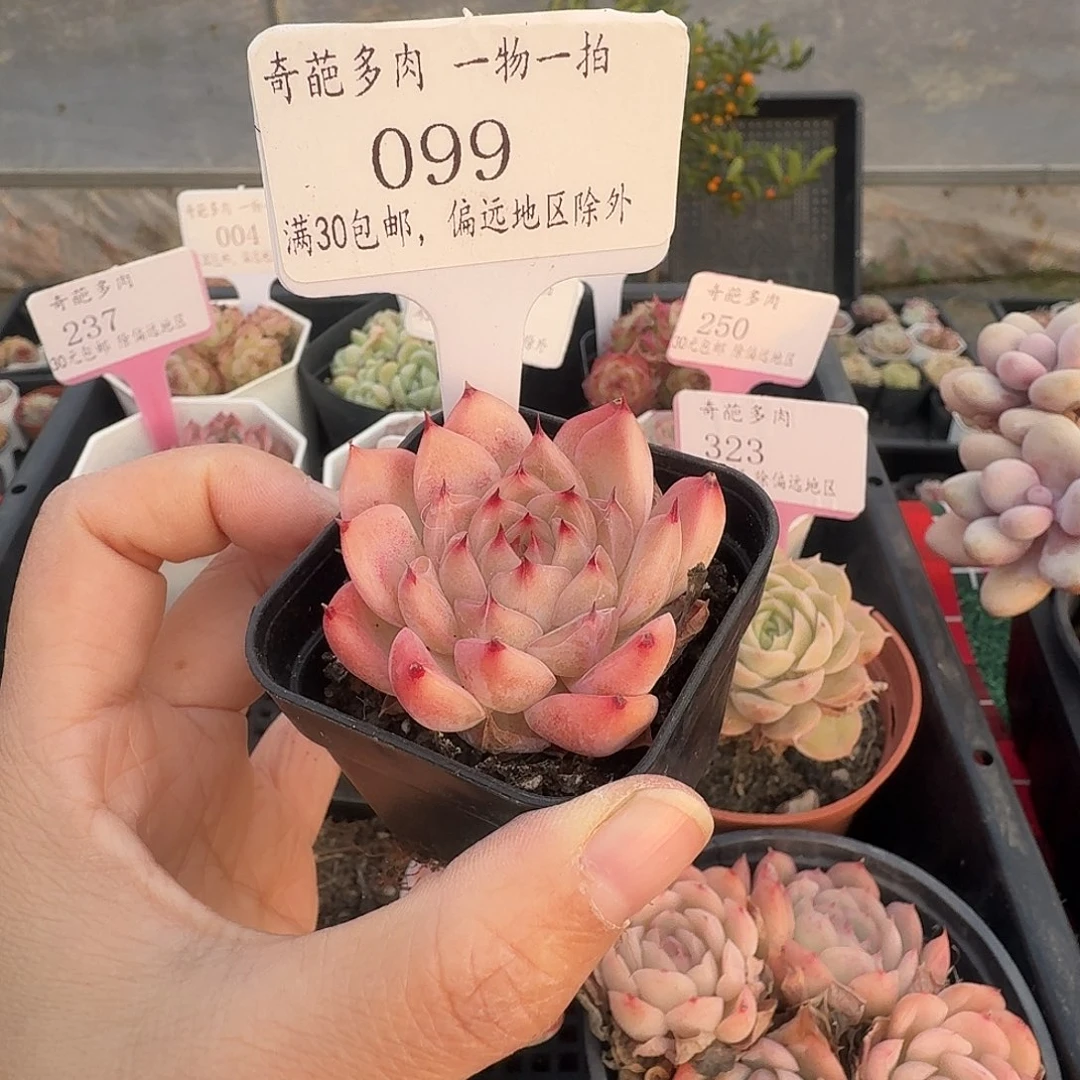 099 脱土 不包整 30元包邮非偏远