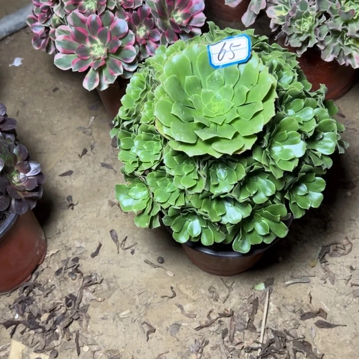 多肉植物绿植肉65