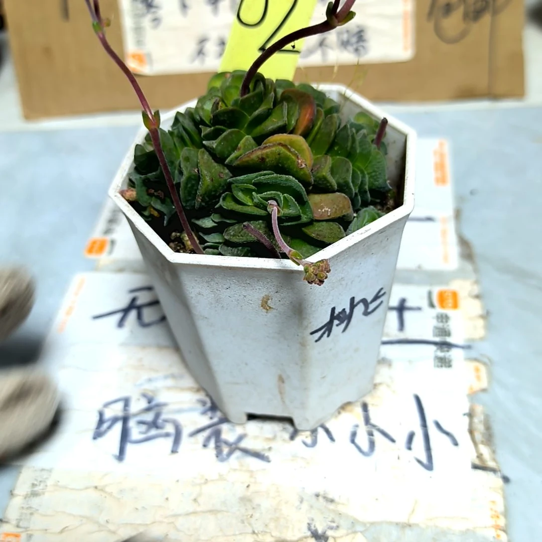 满9元包邮，2号稀有桃乐丝八角盆