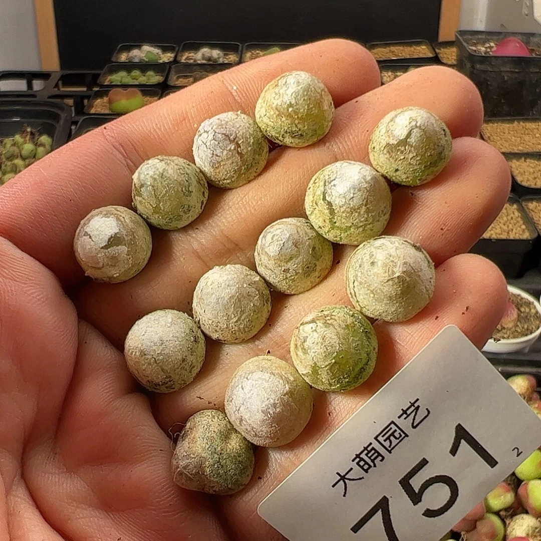 一物一拍。     751