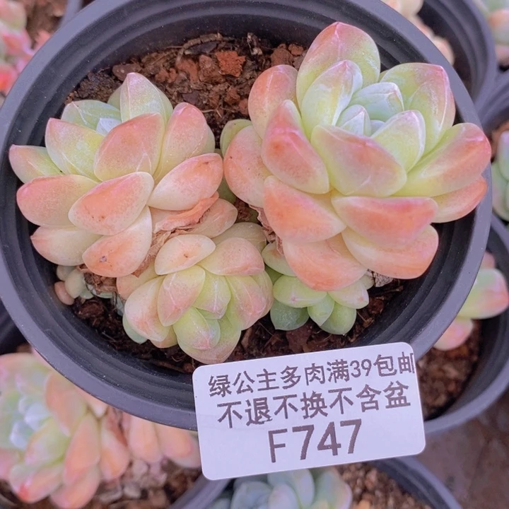 冰玉不包整7cm747多肉植物