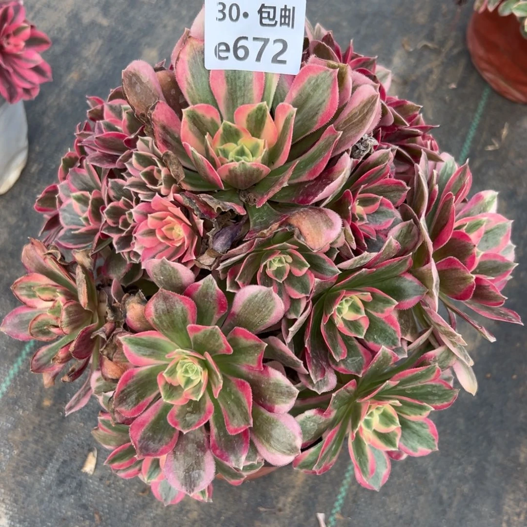 672女郎多肉法师