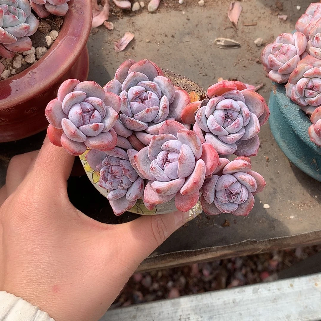 哈哈哈哈哈哈哈哈哈石榴籽