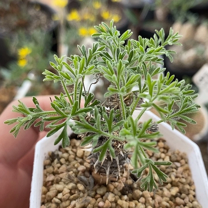 120豪猪洋葵一一一一带盆