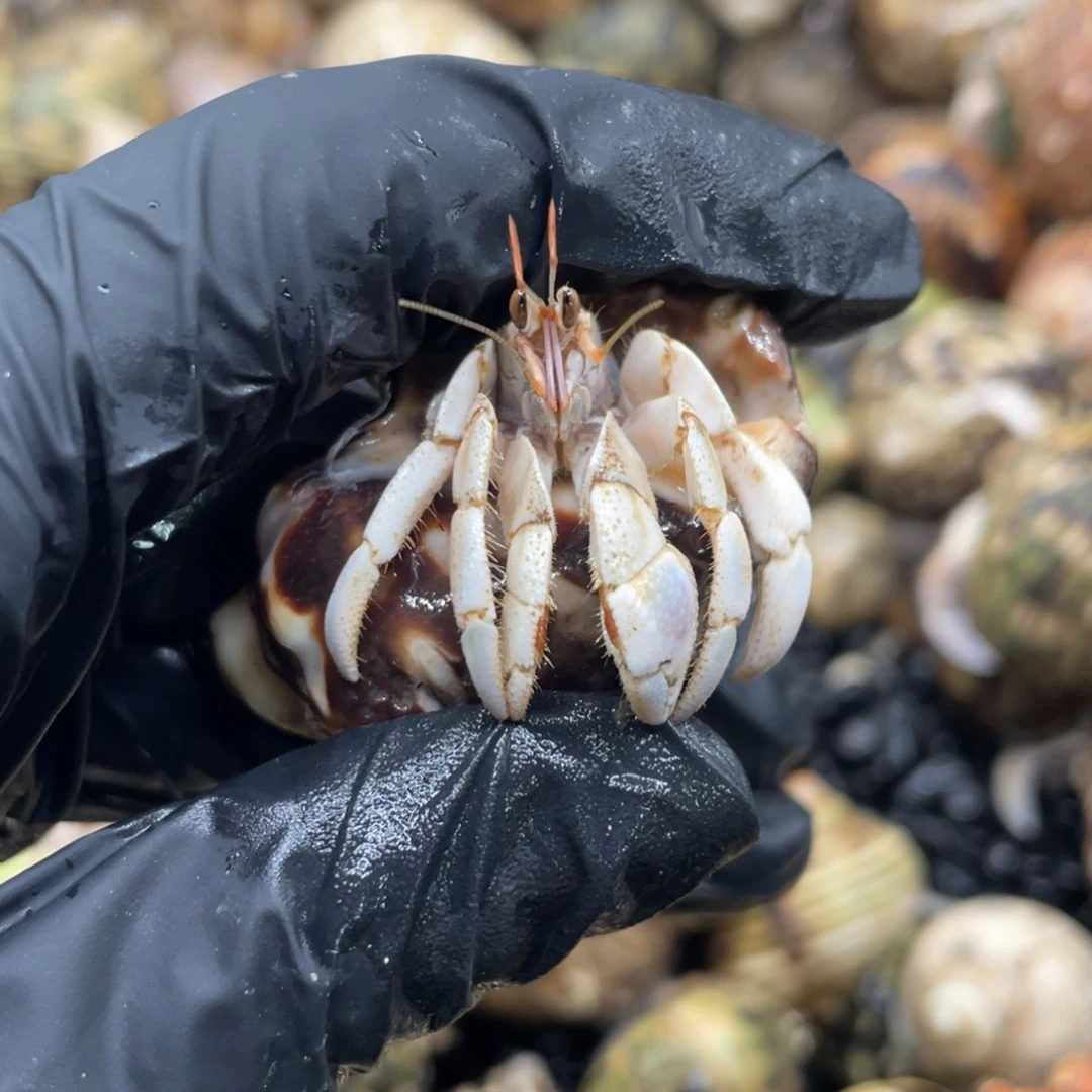 不退不換謝謝支持33