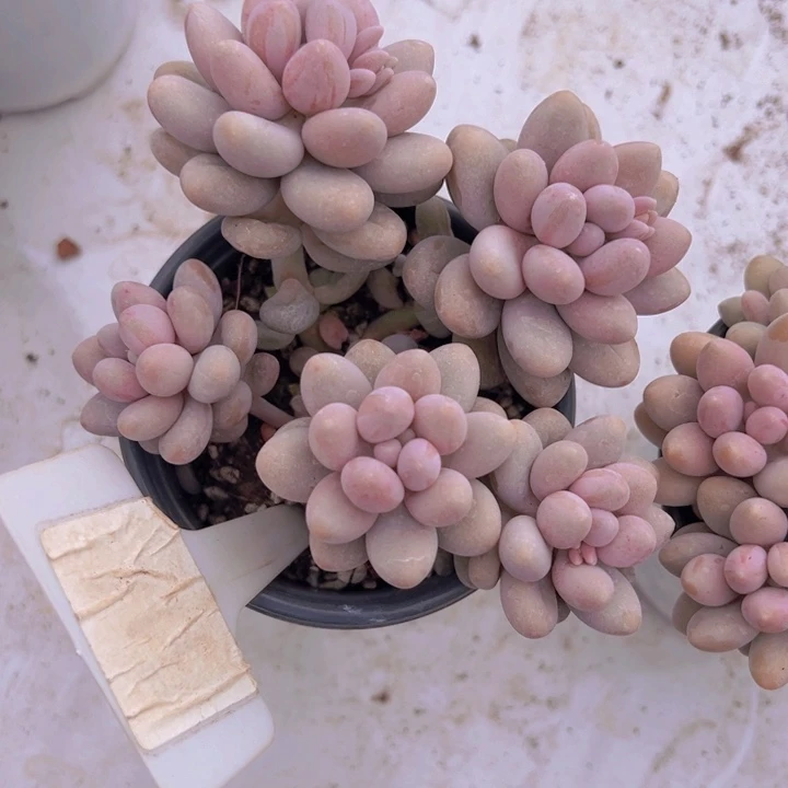 健健康康平平安安