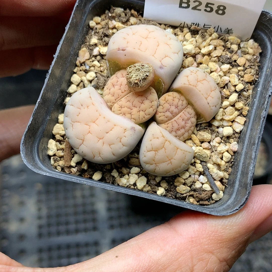 B258多肉植物保护