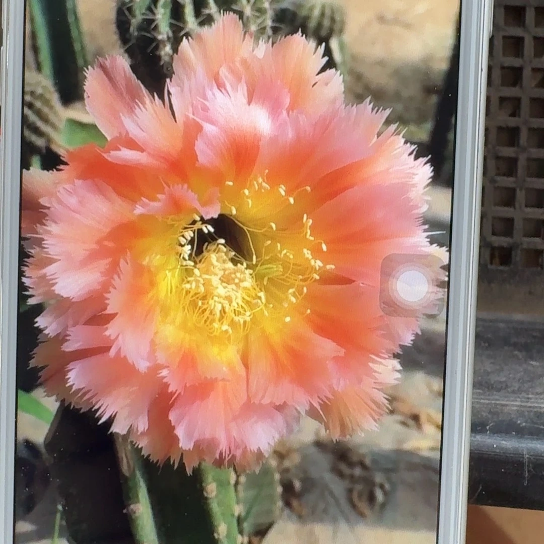 凤一侧芽4公分彩草