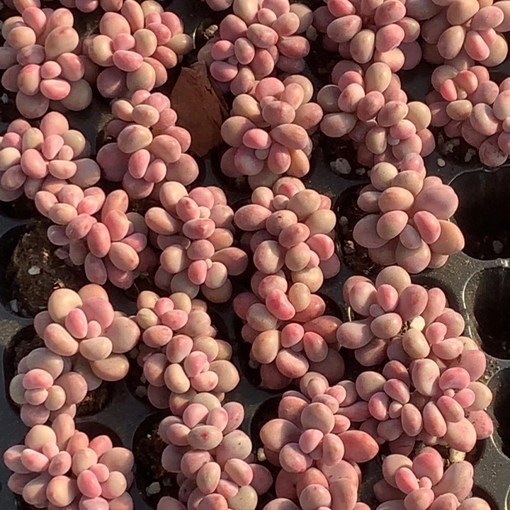 桃蛋双头7颗  包邮  多肉