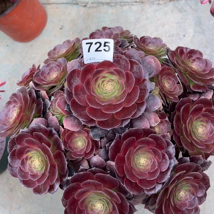 725赤焰莲30厘米左右有断枝