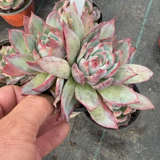 79惊鸿仙子多肉植物多