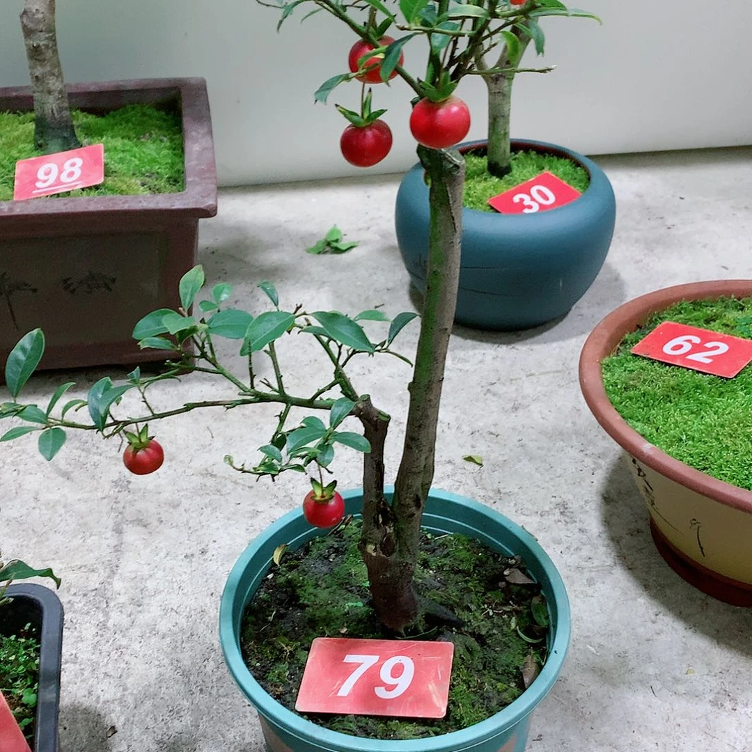 金弹子盆景我****我金弹子盆景