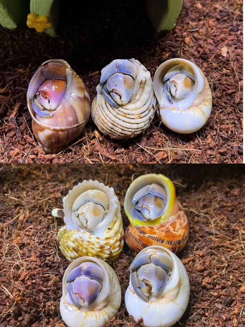 可爱灰白短腕深紫里拉小豆丁寄居蟹摆地摊入门宠物