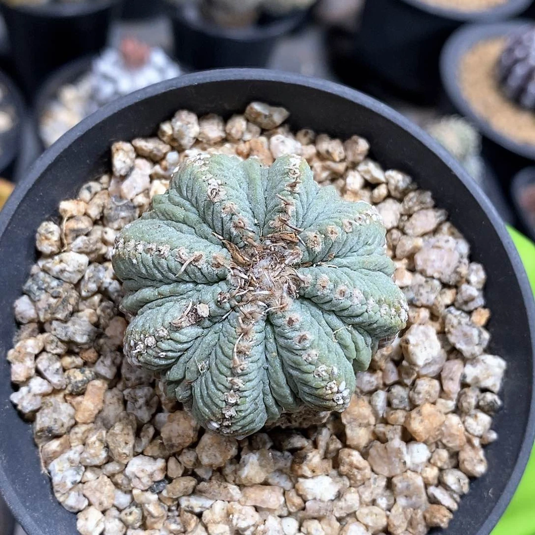 我***佬老花笼仙人球