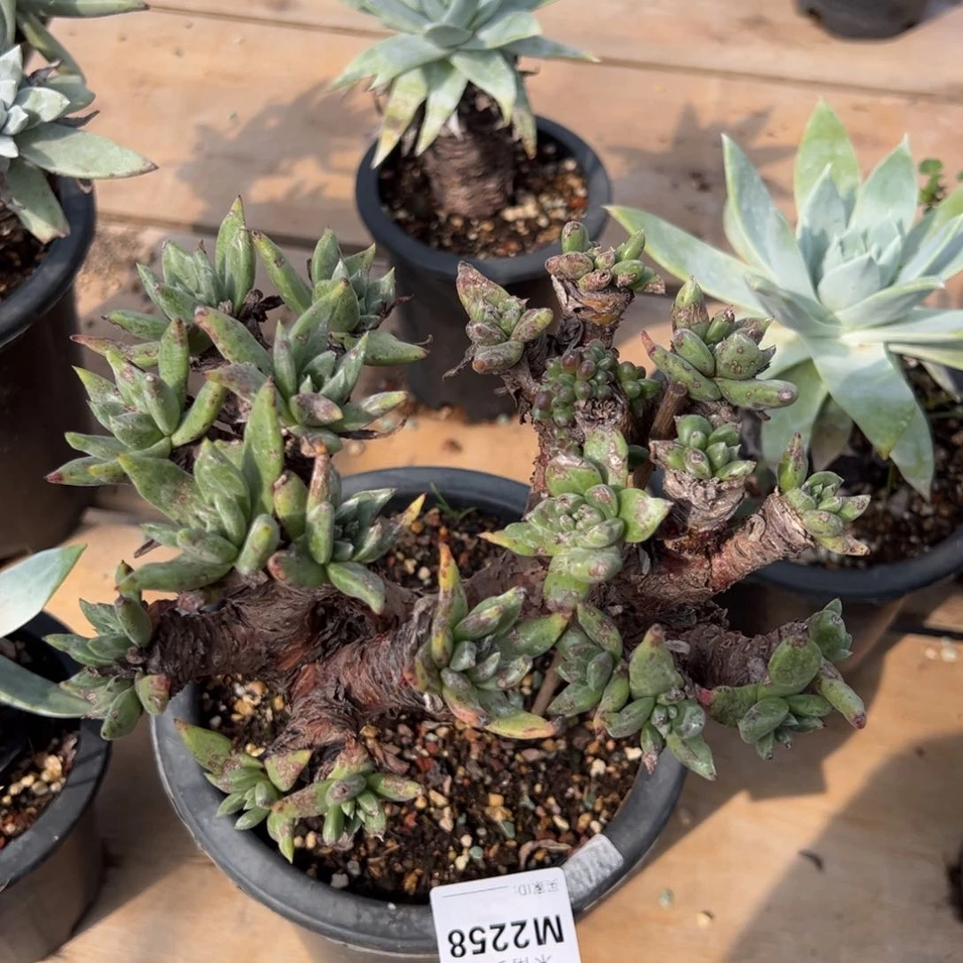 2258绿菊哈哈哈哈哈哈哈多肉