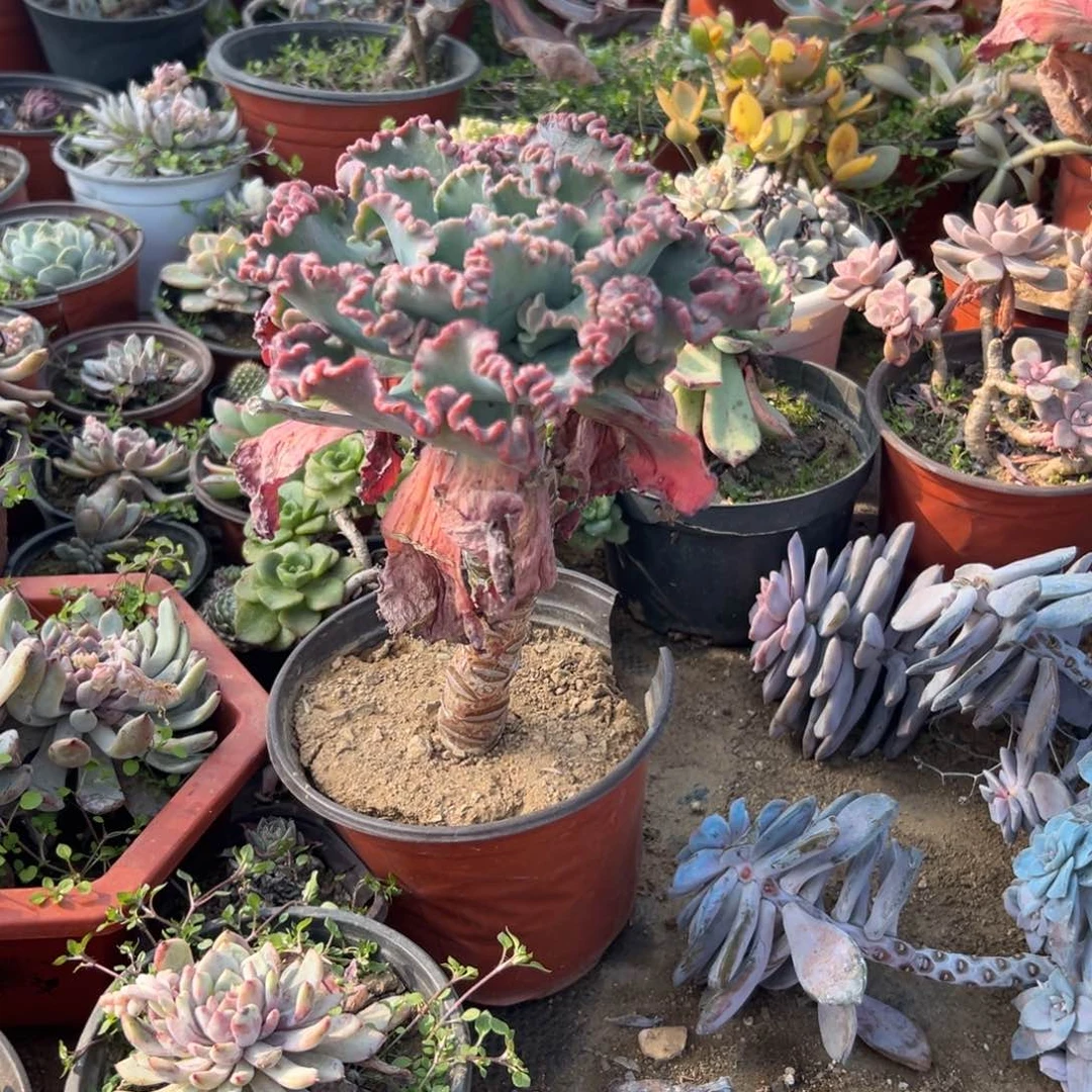 多肉植物多肉植物