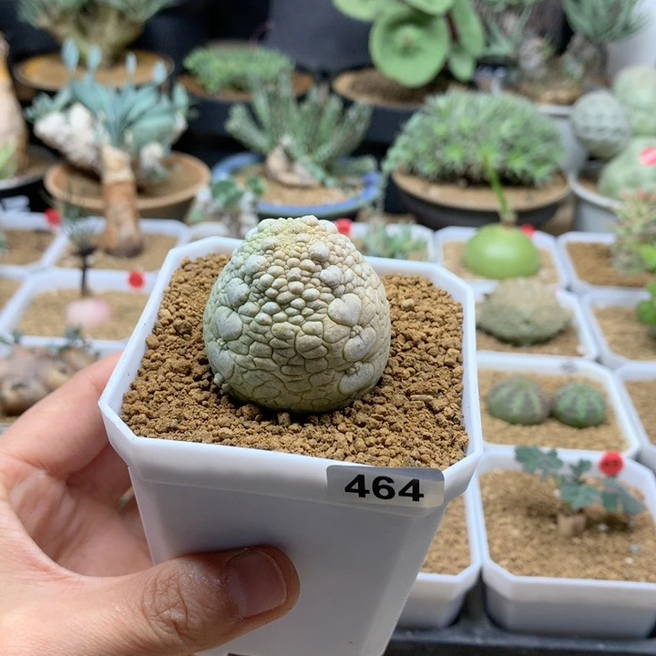 凝蹄玉草莓体带盆464