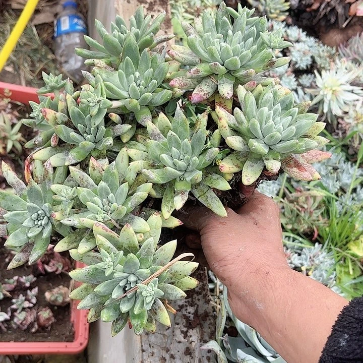 虫*哥仙女杯多肉植物盆栽