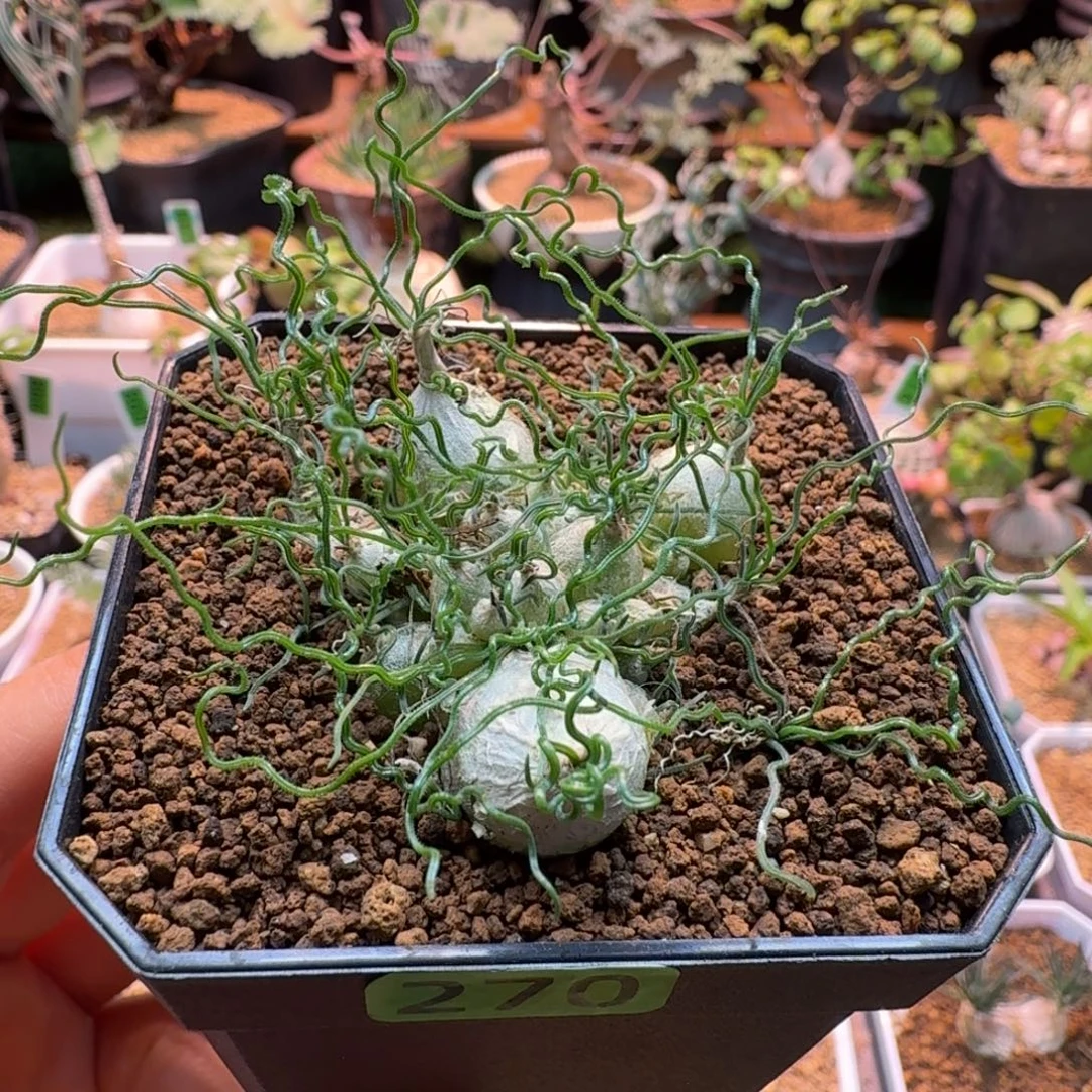 泰迪海葱270 仙人球