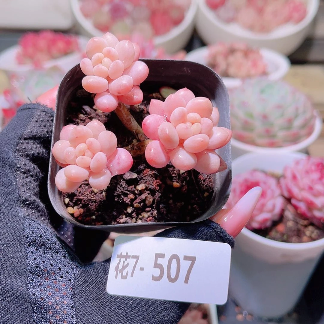 花利美7-507洛可可