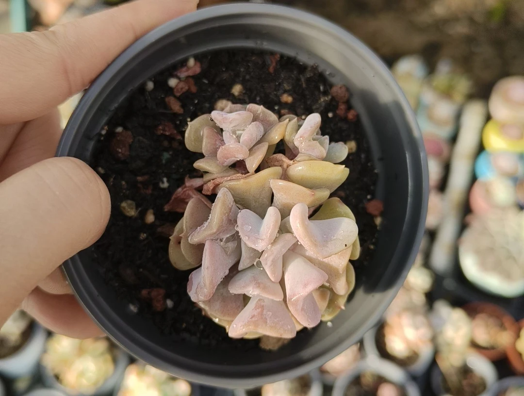 雪精灵群生多肉植物