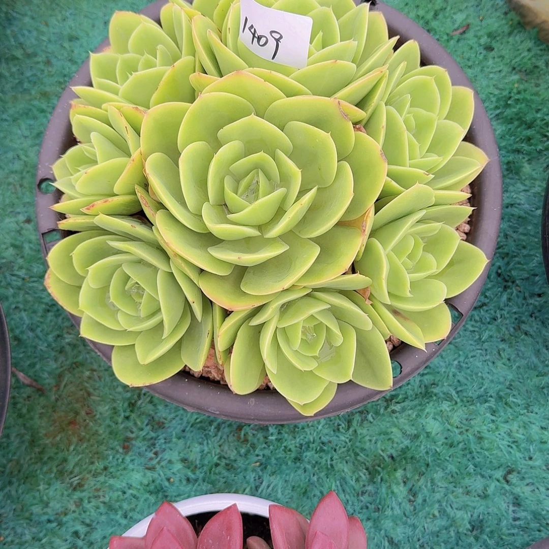 C***N1409新纳塔多肉植物