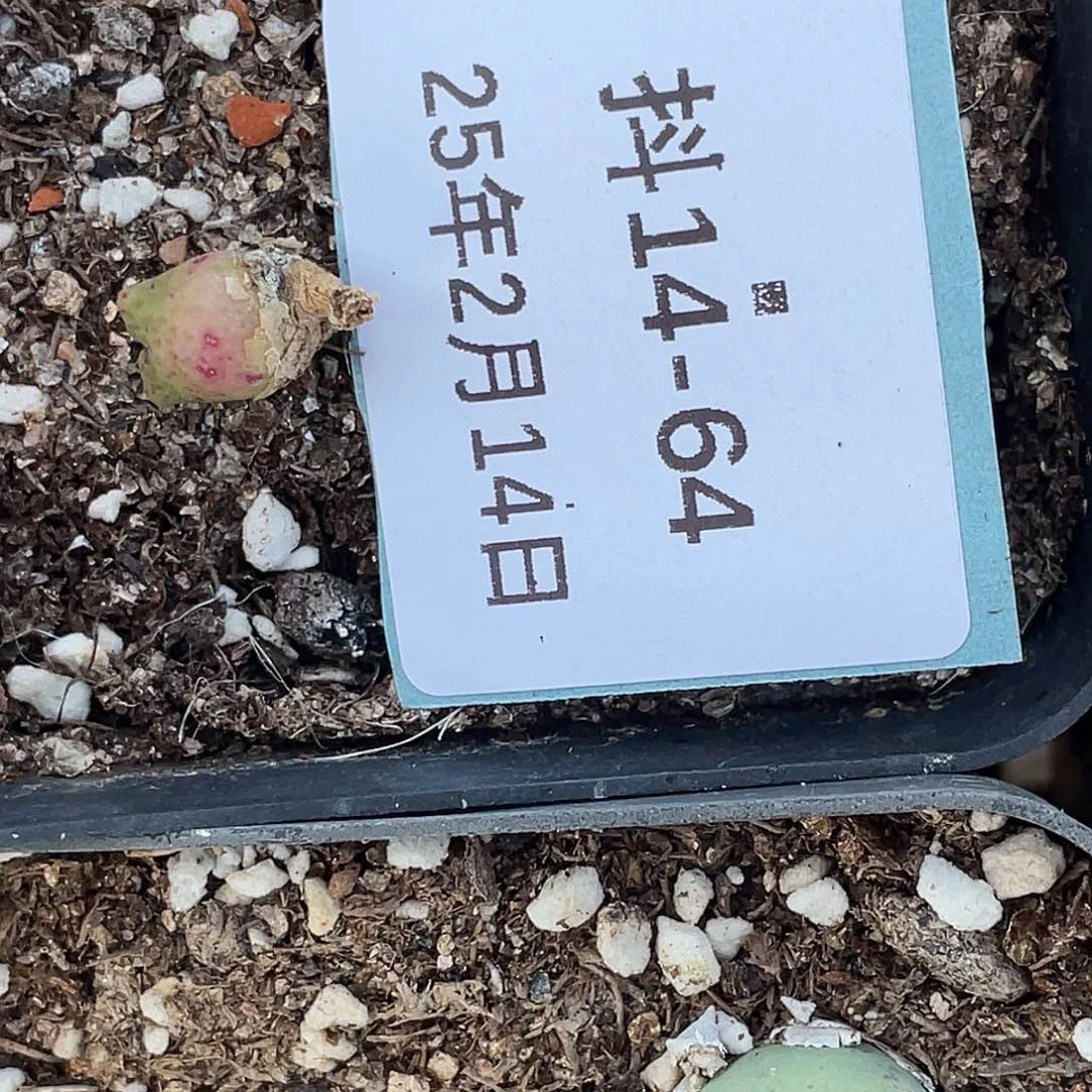 哦****?14-64肉锥多肉植物